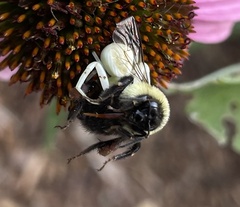 Misumenoides formosipes