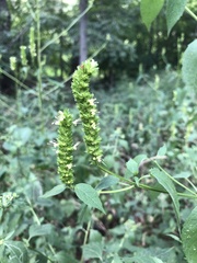 Agastache nepetoides