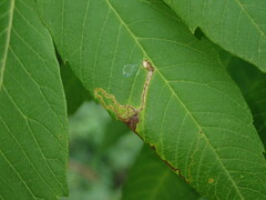 Stigmella intermedia