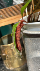 Amphion floridensis