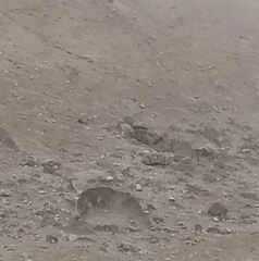 Burhinus superciliaris