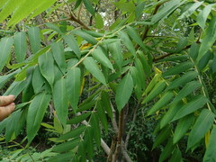 Stigmella intermedia