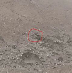 Burhinus superciliaris