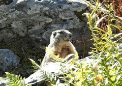 Marmota marmota