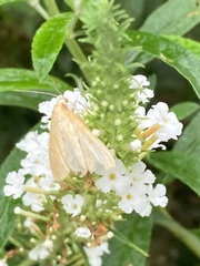 Saucrobotys futilalis