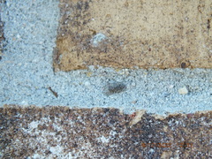 Platycryptus undatus