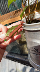 Amphion floridensis