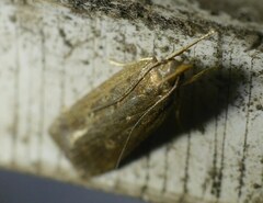 Helcystogramma