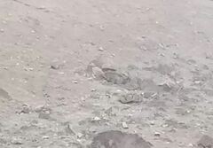 Burhinus superciliaris