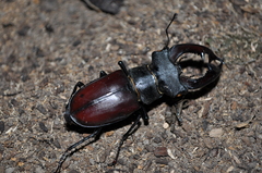 Lucanus cervus