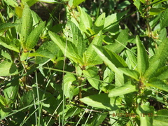 Acalypha rhomboidea