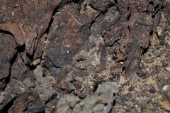 Lasius fuliginosus