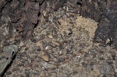 Lasius fuliginosus