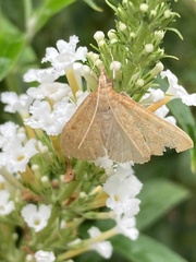 Saucrobotys futilalis