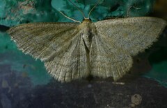 Scopula virgulata