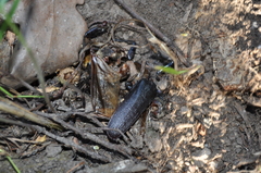 Prionus coriarius