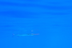 Red Sea Houndfish photo 5