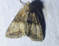 Mesoligia furuncula