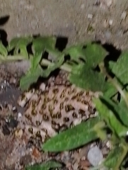 Bufotes viridis viridis