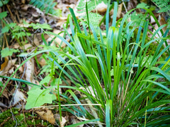 Oryzopsis asperifolia
