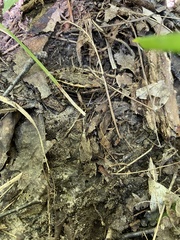 Lithobates palustris