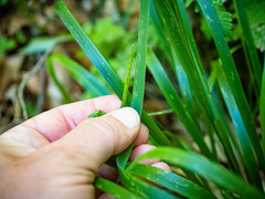Oryzopsis asperifolia