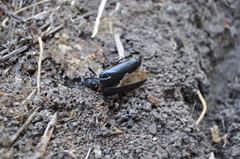 Prionus coriarius