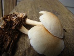 Ripartitella brasiliensis