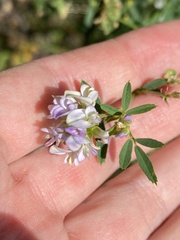 Medicago sativa