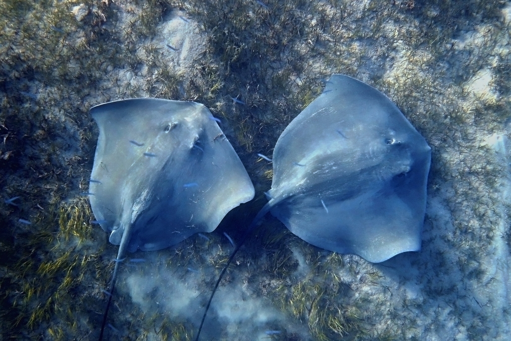 Pink Whipray