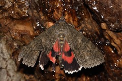 Catocala nupta