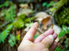 Oryzopsis asperifolia
