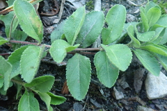 Veronica officinalis