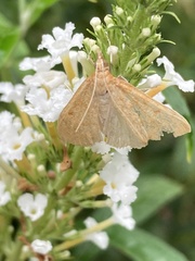 Saucrobotys futilalis