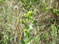 Solidago rigida