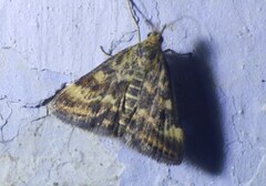 Pyrausta despicata