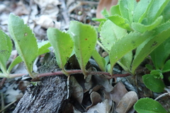 Veronica officinalis