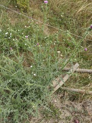 Convolvulus arvensis