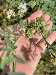 Medicago sativa