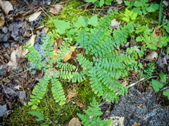 Adiantum pedatum