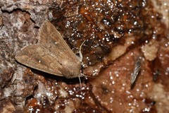 Mythimna albipuncta