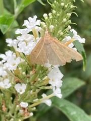 Saucrobotys futilalis