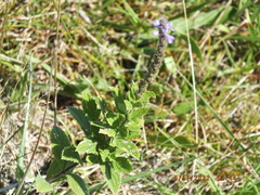 Verbena stricta