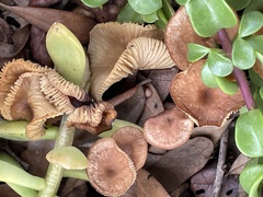 Desarmillaria tabescens