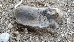 Peromyscus