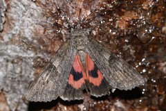 Catocala nupta