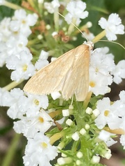 Saucrobotys futilalis