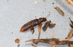 Pycnoglypta lurida