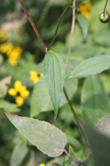 Rudbeckia triloba