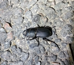 Dorcus parallelipipedus